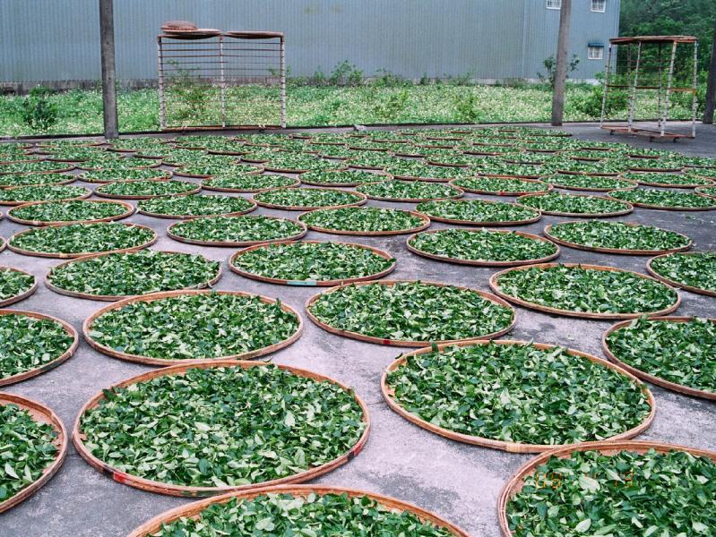 好茶香茶園</br>Aroma Tea